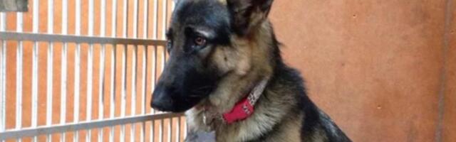 Igal õhtul, kui ema ja isa magavad, teeb koer loomaarmastajate jaoks midagi müstilist.