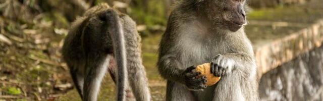Uuring: rämpstoit kannustab Gibraltari makaake mulda sööma