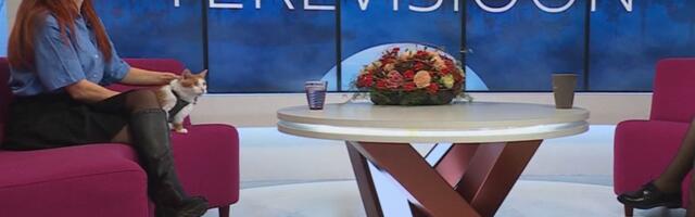 Otse-eetri aps_ varjupaiga kass kergendas ärevusest keha „Terevisiooni“ põrandale