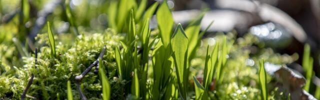 Погода | Очікується сонячна та дуже спекотна погода