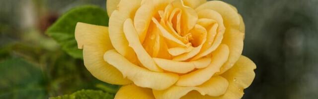 Усі троянди колись можуть бути жовтими.