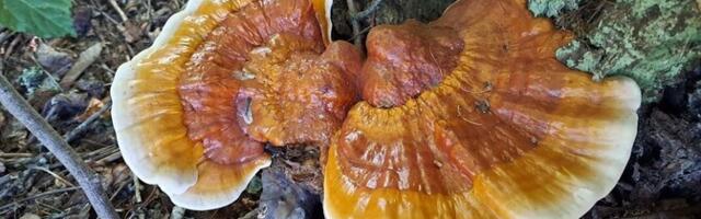 Eesti kalateadlane lahendab reishi-seene abiga tekstiiliprügimuret