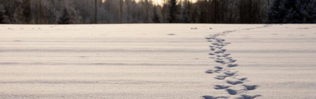 ILMATEADE | Õhutemperatuur tõuseb: oodata on tavapärasest soojemat päeva