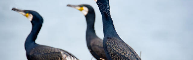 Eesti ja Rootsi ministrid pöördusid Euroopa Komisjoni poole kormoranide arvukuse ohjamiseks