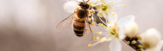 Mesilastele kehtestatakse lennuload ja avatakse Eesti mesilaste õhuruum