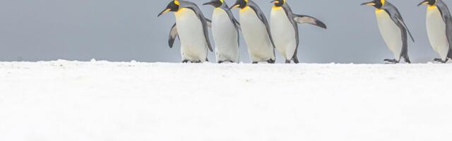 Трамп приплутав до маленьких островів, де живуть пінгвіни, неподалік Антарктиди.