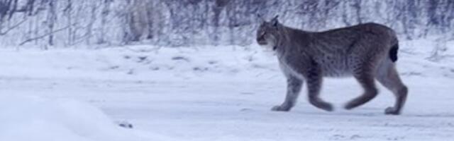 VIDEO | Julge ilves kõndis Läänemaal otse elumaja eest mööda