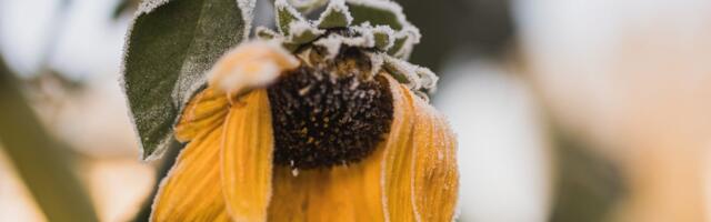 Агентство з охорони довкілля попереджає: сьогодні вночі температура місцями опуститься до -9 градусів.