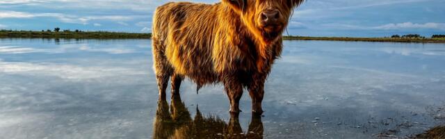 Kutse ERMi aastakonverentsile „Rannarootslased. Randunud ja juurdunud“