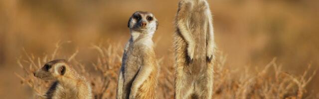 Teadlased avaldasid loomade monogaamia edetabeli_ inimesed sarnanevad surikaatidega, mitte ahvidega