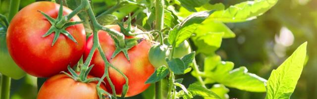 LUGEJA KÜSIB | Kas ja millal tuleb tomatitaimel lehti eemaldada?