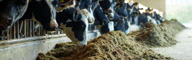 Rohepöörde nimel loomadele sisse söödetavad kemikaalid on hakanud Taanis piimakarja surmama