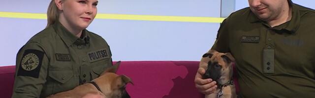 Koerajuht: teenistuskoeraks õppimisel on suur roll sotsialiseerumisel
