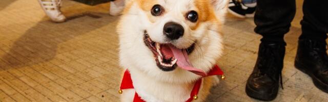 GALERII | Nunnumeeter põhjas! Corgi Festile kogunes ligi 200 sabaliputajat