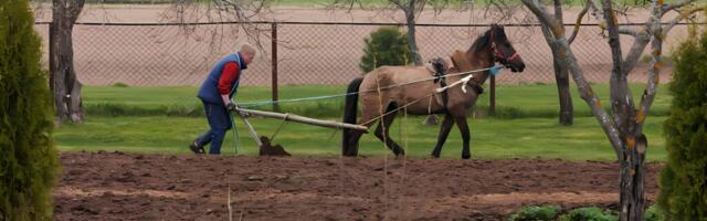 Künnipäeval kastetakse esimest kündjat veega
