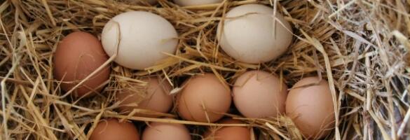 Toidud, mis hoiab kõhu lamedana