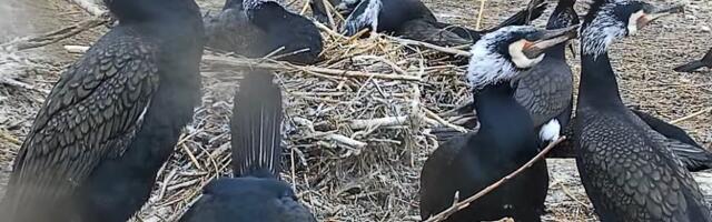 Амет дозволив 24 години для жирування яєць корморанів.