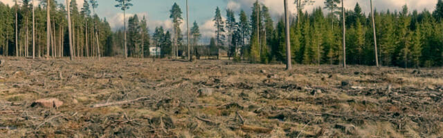 RMK планує знову здійснити вирубку дерев на природному заповідному урочищі.