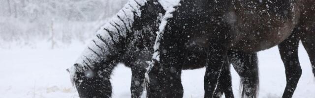 ILMATEADE | Õhutemperatuur langeb miinusesse. Osa Eestist saab kaela lumesaju