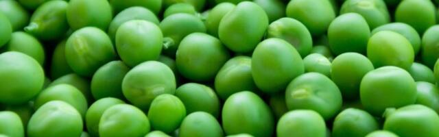 Hernes – vaese mehe liha