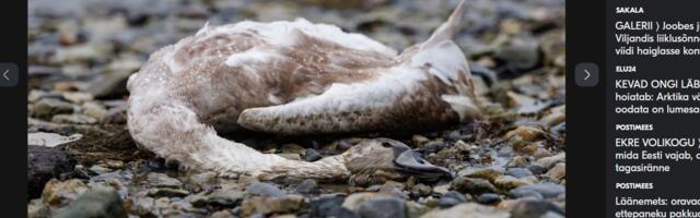 Postimees kajastab võimalikku linnugripi juhtumit Viimsis ja naabruskonnas