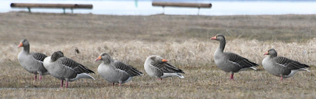 Linnukevad läks lahti