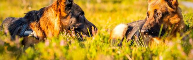 Miks meie lemmikute eluiga üha kahaneb?