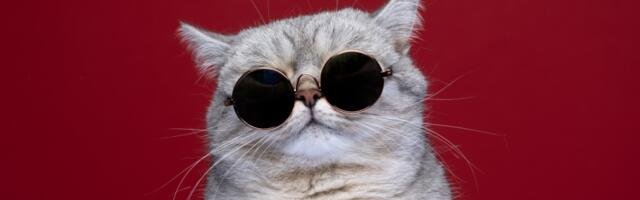 Milline on sinu tähemärgi suurim pahe? Laome sodiaagi patud lagedale, võta seda huumoriga