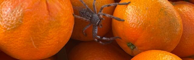 Maod ja mürgiämblikud on müüt?! Austraalias elanud eestlased jagavad oma kogemust