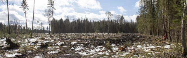 Teadlased: Soome ja Rootsi metsanduse jälgedes minnes teeb Eesti endale karuteene