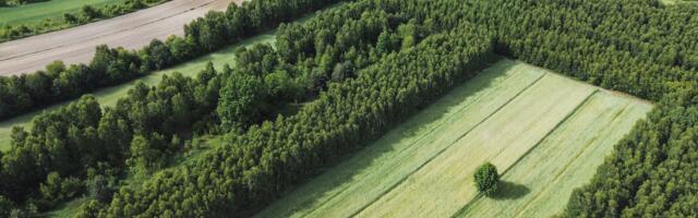 Metsa võõrandamisest saadud tulu maksustamine