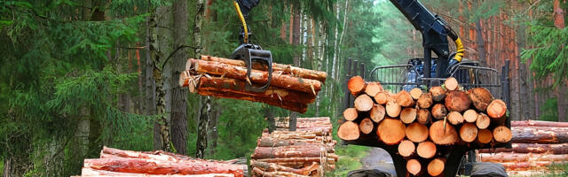 Omad vitsad peksavad. Üleraiumine viib metsatööstust hoopsalt pankroti suunas