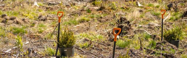 RMK paneb tänavu kasvama üle 20 miljoni puu