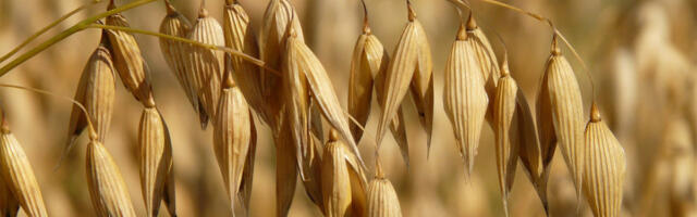 Soome põllumehed: kriis on tulemas