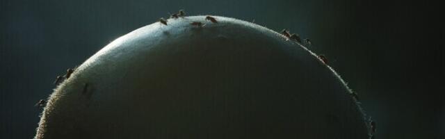 Arvustus. Ühe oru organismid