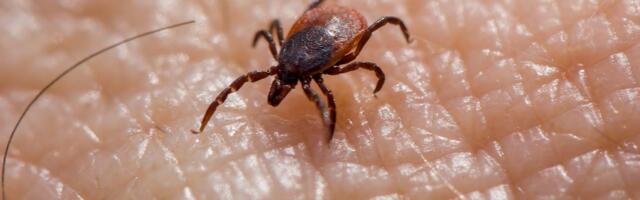 Terviseamet: Lääne-Virumaa puukides kõrgeim puukborrelioosi levimus, Saaremaal esines puukentsefaliiti