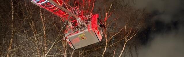 НЕ ДОТРИМУЄТЬСЯ КАРАНТИНУ! Папуга викинув рятувальників, але не зміг відмовитися від сигарет.