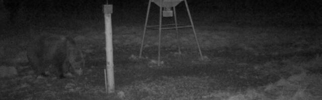 PILTUUDIS | Hiiumaa karu näitas end rajakaameras