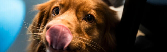 Iga koer kiidab oma kirpu: rahva kaasaegne väljendiloome pulbitseb elujõust