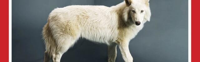 Американська компанія стверджує, що вона відновила вовків, які вимерли понад 10 000 років тому, але вчені схильні до скептицизму.