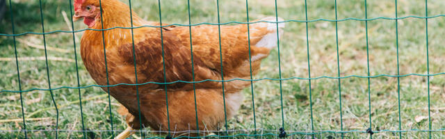 Harjumaal tuvastati lindude gripp viiel kanal ja ühel rebasel