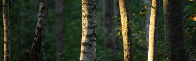 Kevadine raie tekitab pingeid majandushuvide ja looduskaitse vahel