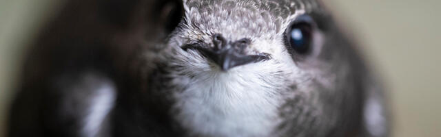 Keskkonnaamet alustab aprilli keskel pesitsusrahu kontrollidega