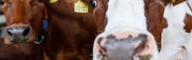 Milleks on veistel kõrvamärgid?