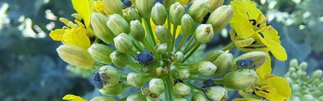 Тиждень на полі: розпочалася моніторинг та боротьба з шкідниками ріпаку і каноли.