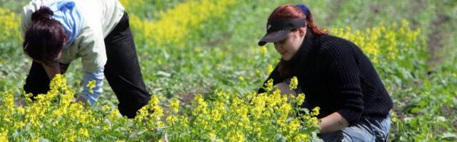 Kas alaealine saab koolivaheajal töötada uutel tingimustel?