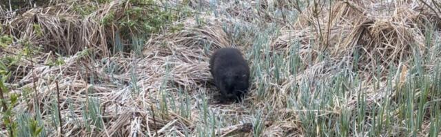 Фото: Допомога рятівників Ярвамаа була потрібна кобрі.