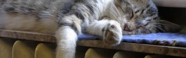 Loomaarst: kasside karvavahetust aitab leevendada regulaarne kammimine