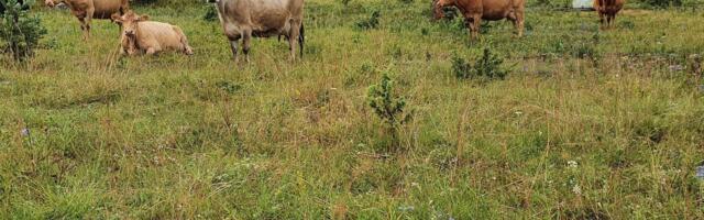 Pärandniitude hooldajad nimetavad RMK oksjonikorraldust netikasiinoks