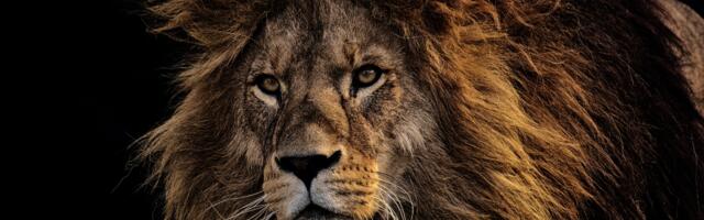 Kuidas ära tunda Lõvi tähtkujus sündinud inimest? Märgid, mis ei peta kunagi